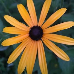 Meet your Posher, Ireland